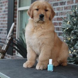 Golden Retriever Puppies from Lyons Golden Retrievers