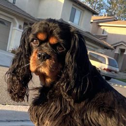 Cavalier King Charles Spaniels from Sovereign Cavaliers