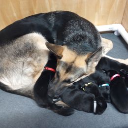 German Shepherd Puppies from Blanchard's Upstate Shepherds