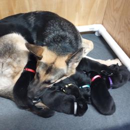 German Shepherd Puppies from Blanchard's Upstate Shepherds