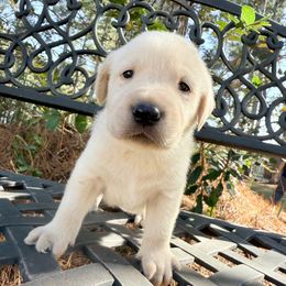 Blue Collar - Yellow male Labrador Retriever puppy in South Carolina from Southern Pine Labradors