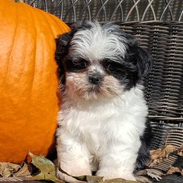 Shihpoos and Shih Tzus from Gemini Kennels