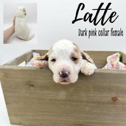 Latte - Parti female Goldendoodle puppy in Taylorsville, North Carolina from Doggone Dixie Doodles