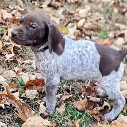 German Shorthaired Pointer Puppies from Jenny Ridge Kennels