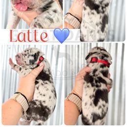 Latte - Merle male Great Dane puppy in Sac City, Iowa from Northern Great Danes of Colorado & Iowa
