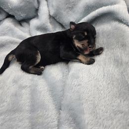 Harold - Black and silver male Miniature Schnauzer puppy in Crosby, Texas from Raisin' the Woof Schnauzers