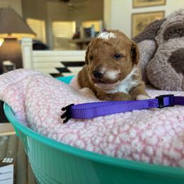 Autumn - Red  female Goldendoodle puppy in Chino Valley, Arizona from Bass Creek Doodles
