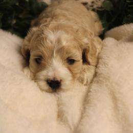 Male 2 - Cream male Cockapoo puppy in Mississippi from Ewing Acres