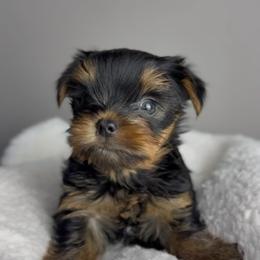 Maltipoo, Poodle, and Yorkshire Terrier Puppies from Noble Pets