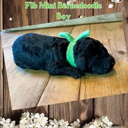 Bernedoodle, Double Doodle, French Bulldog, and Goldendoodle Puppies from Down on the farm Doodles