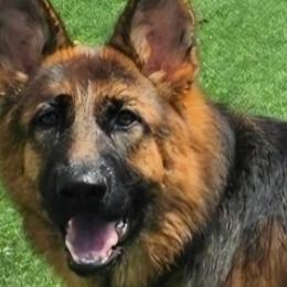 German Shepherds from Iron Crest Shepherds