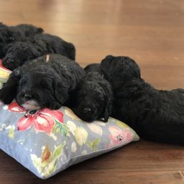 Sheepadoodle Puppies from Riley Grace Puppies