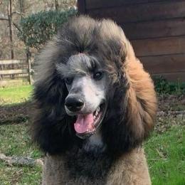 Flavia - Poodle
