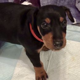 Red - Black and tan female Manchester Terrier puppy in East Oakdale, California from Tango Kennels
