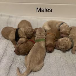 Boy 7 - Golden Retriever puppy from Washington Lakeside Goldens