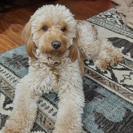 Goldendoodles from Gingerdoodles