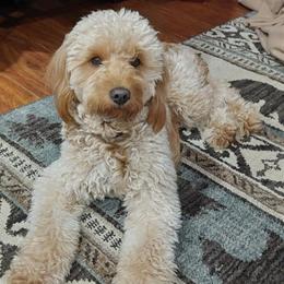 Goldendoodles from Gingerdoodles