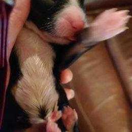 Bernedoodle Puppies from Kiya's Bernedoodles