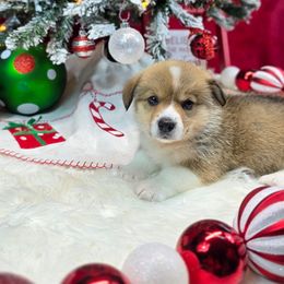 Roxy - Sable female Pembroke Welsh Corgi puppy in Charleston, Arkansas from Hilltop Corgis