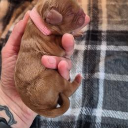 Pink girl - Ruby female Cavalier King Charles Spaniel puppy in Medford, Oregon from Country Chic Cavaliers