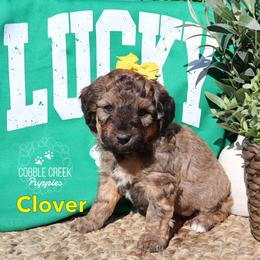 Clover - Sable female Bernedoodle puppy in Heyworth, Illinois from Cobble Creek Puppies