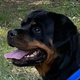 Izzy - Rottweiler
