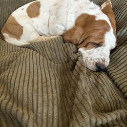 Basset Hound Puppies from Hill Top Basset Hounds & Great Pyrenees