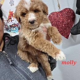 Molly - Apricot female Goldendoodle puppy in Milwaukwe, Wisconsin from Wisconsin Doodles