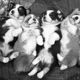 Pembroke Welsh Corgi Puppies from Corgis off Cambria