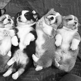 Pembroke Welsh Corgi Puppies from Corgis off Cambria