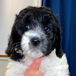 Cockapoo and Poodle Puppies from FurEver Young Kennels