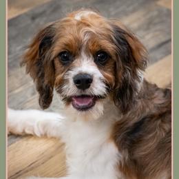 Caspien - Merle male Cockapoo puppy in Connersville, Indiana from Deaz Doodle Ranch