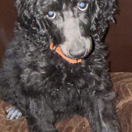 Pumpkin (Orange Collar) - Black female Poodle puppy in League City, Texas from Chauffeured Poodles
