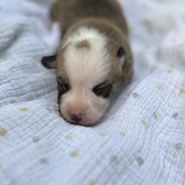 Ripley - Red male Pembroke Welsh Corgi puppy in Hope, Arkansas from Foxy Knoll Farm