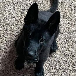 German Shepherds from Kash Flow Kennels