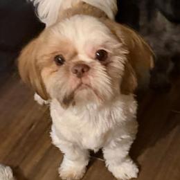 Buster - Sable and white male Shih Tzu puppy in Victorville, California from RUMBLE n TUMBLE