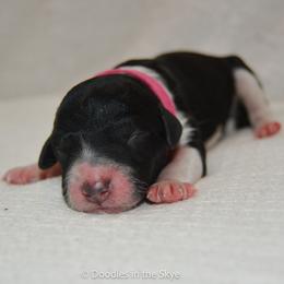 Willow - Parti female Goldendoodle puppy in Lancaster, Pennsylvania from Doodles in the Skye