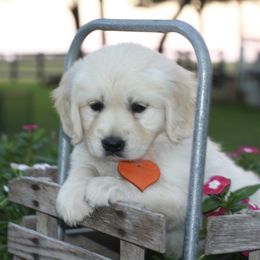 Ms. AKC Orange - Light golden female Golden Retriever puppy in Hallettsville, Texas from Grand Oaks Goldens