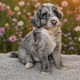 Smokey - Merle male Goldendoodle puppy in Englewood, Ohio from The Golden Aussie Co.