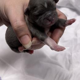 Shih Tzu Puppies from P&B Tzu Tribe