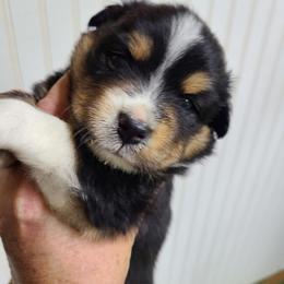 Miniature Australian Shepherd and Toy Australian Shepherd Puppies from Beasley Acres Aussies