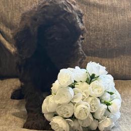 Chestnut Praline - Chocolate female Goldendoodle puppy in Arlington, Texas from Chambers Doodle Patch
