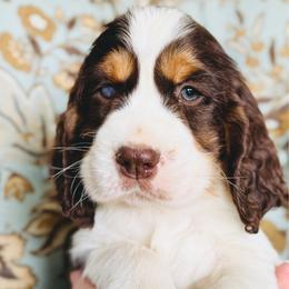 Bronco - Liver white and tan male English Springer Spaniel puppy in Casa Grande, Arizona from The Spaniel Garden