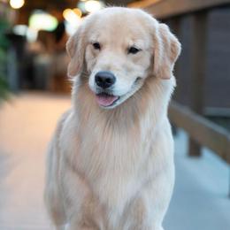 Opal - Golden Retriever