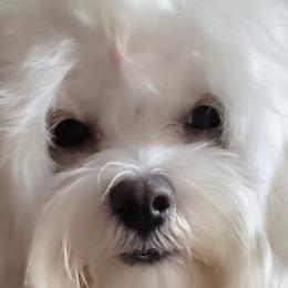 Joy - Maltese