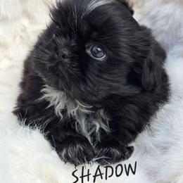 Shadow - Black and white male Shih Tzu puppy in Molino, Florida from First Passion Shih Tzus