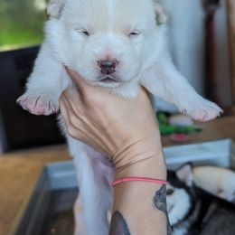 Pomsky Puppies from Valparaiso Pomskys
