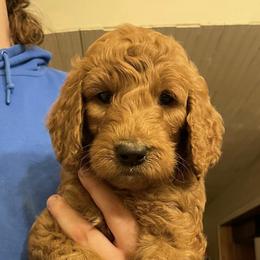 Goldendoodles and Poodles from BA Goldendoodles