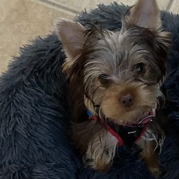 Yorkshire Terriers from My Yorkie Melts❤️❤️❤️
