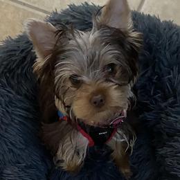 Yorkshire Terriers from My Yorkie Melts❤️❤️❤️